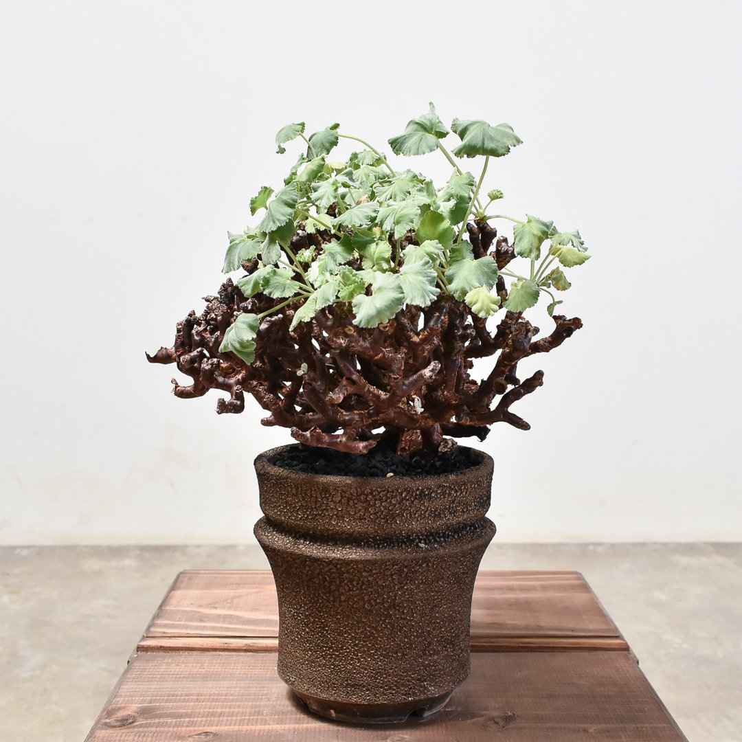 ペラルゴニウム ミラビレ 大株【発根済み】RF231716 | RAFLUM