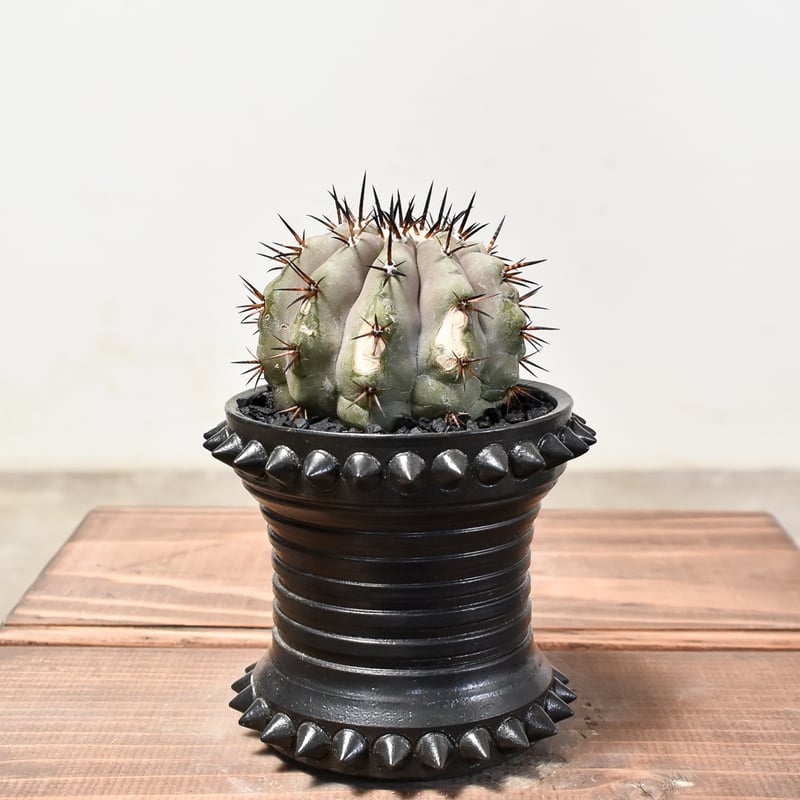 コレクション】コピアポア シネレア 黒王丸 現地球カキコ 横幅6㎝ 白肌