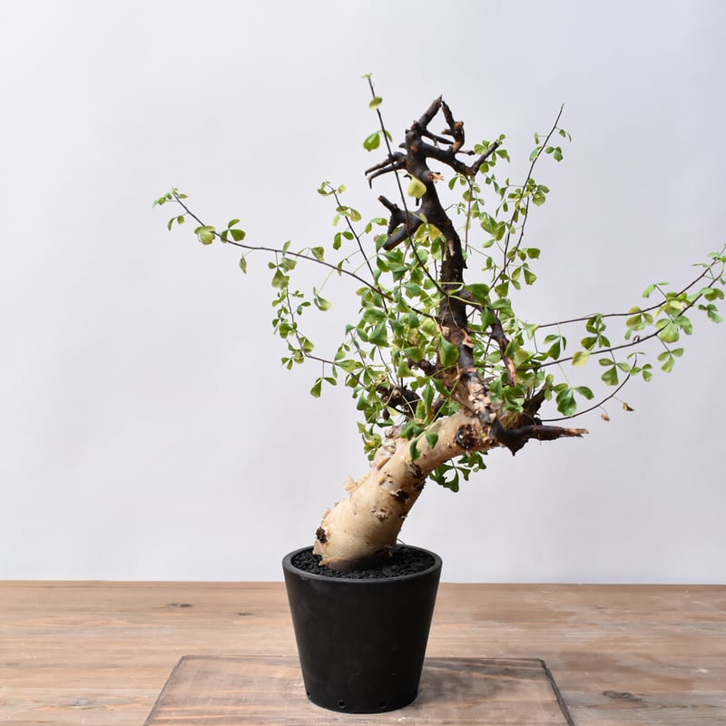 コミフォラ カタフ 