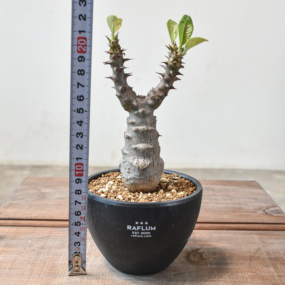 パキポディウム ウィンゾリー 【実生】GM2402214 | RAFLUM / ラフラム