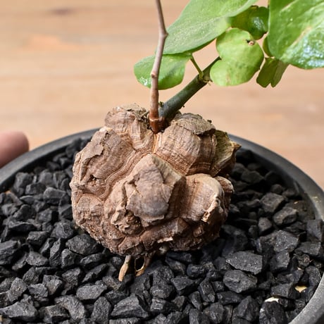 CATEGORY 亀甲竜（ディオスコエレファンティペス） | RAFLUM