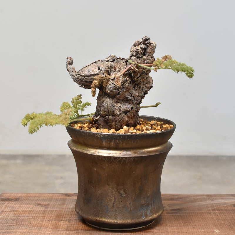 ペラルゴニウム トリステ 【発根済】HK232005 | RAFLUM / ラフラム