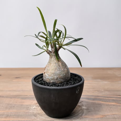 CATEGORY グラキリス | RAFLUM / ラフラム｜東京、大阪の塊根植物