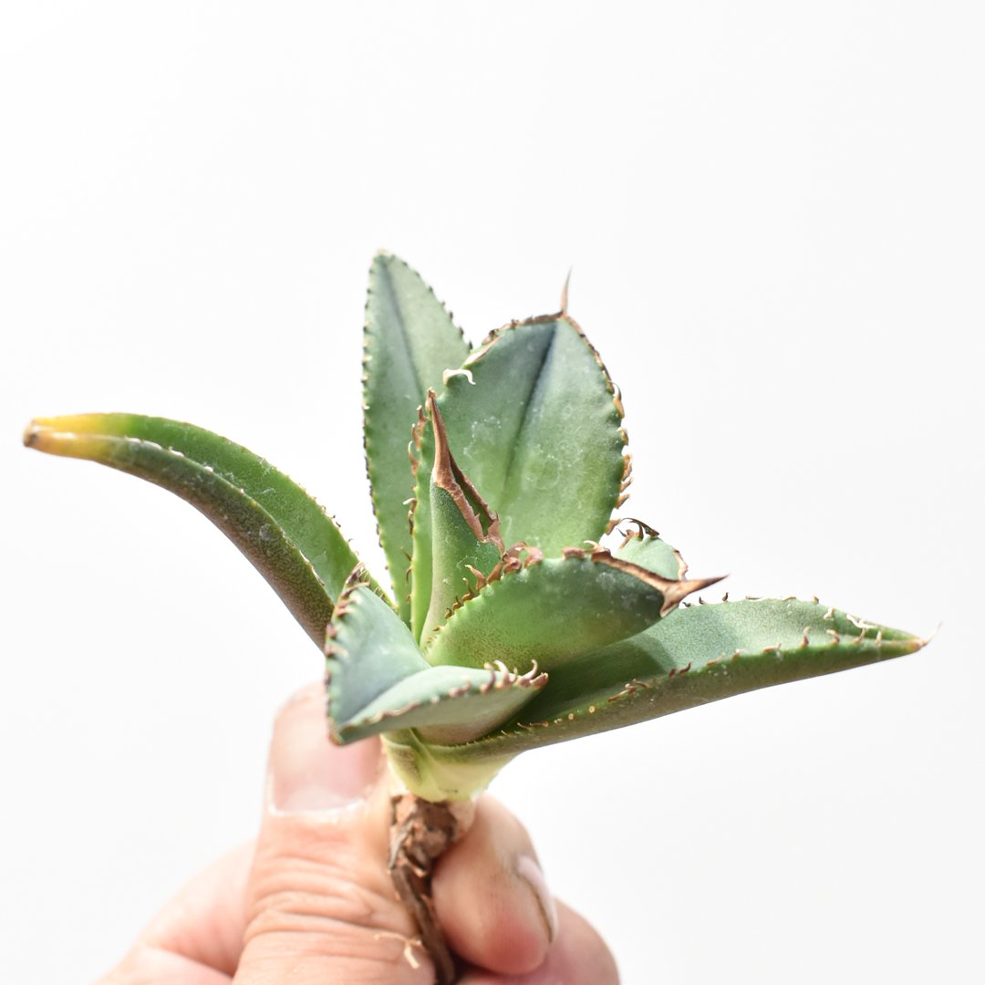 アガベ チタノタ DENNIS040 