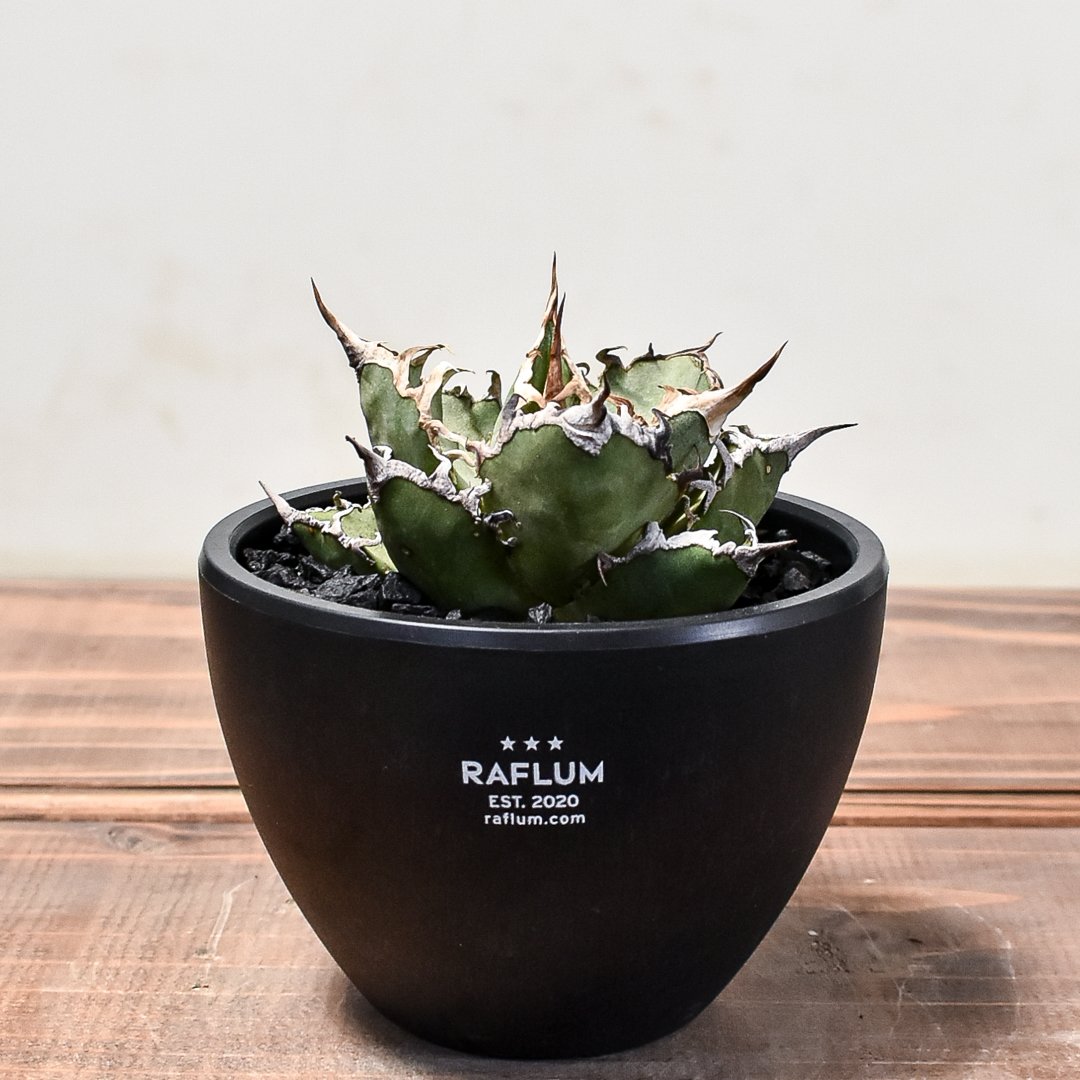 アガベ チタノタ シーザー / 凱撒 【台湾産/中株/発根済み】RF231618