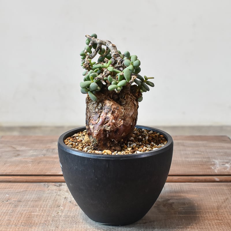 ケラリア ピグマエア 【発根済】R | RAFLUM / ラフラム｜東京、大阪の