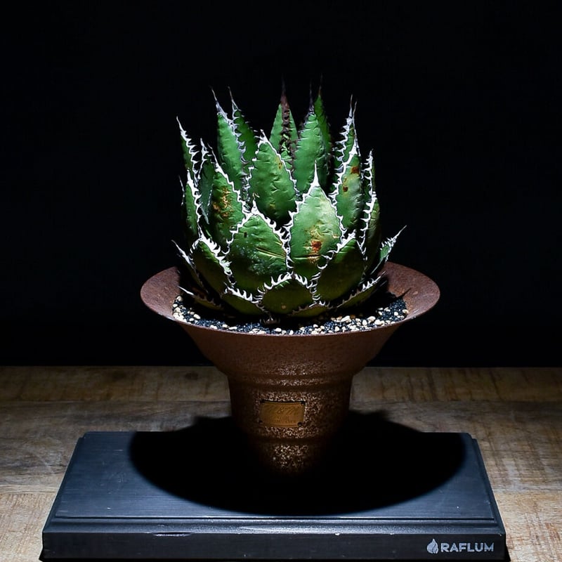 アガベ ホリダ 【中株】（発根済み）RF22792 | RAFLUM / ラフラム