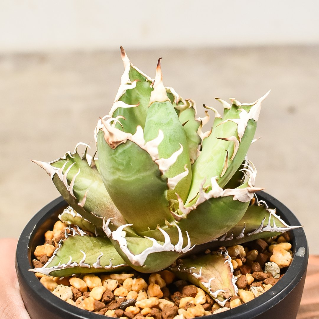 アガベ チタノタ レッドキャットウィーズル 【発根済み】HK232038(T