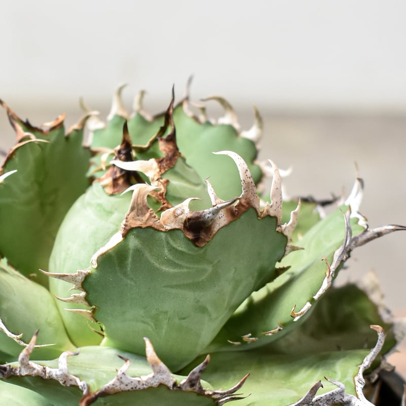 アガベ チタノタ フィリグリー