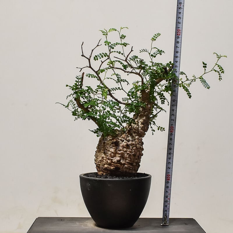 お正月セール 塊根15cm】オペルクリカリア パキプス 発根済み お正月