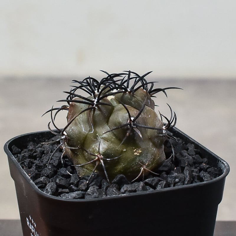 コピアポア グリセオビオラセア 