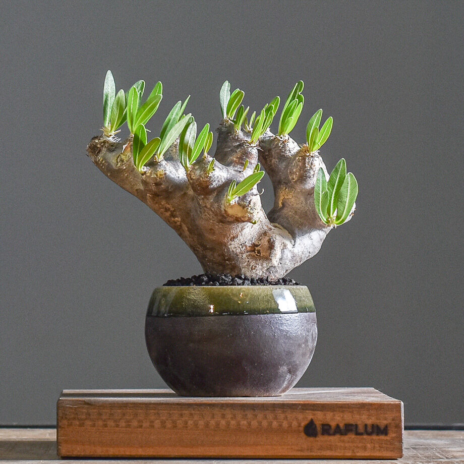 パキポディウム ブレビカリックス 【注目の1株！！どっしりとした塊根