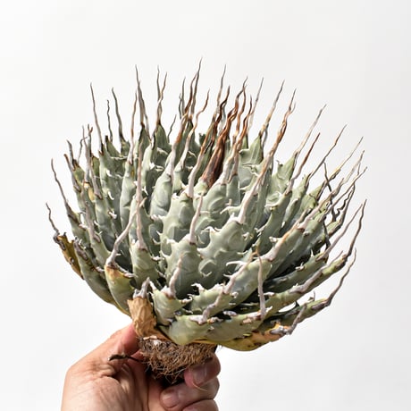 アガベユタエンシス | STORES