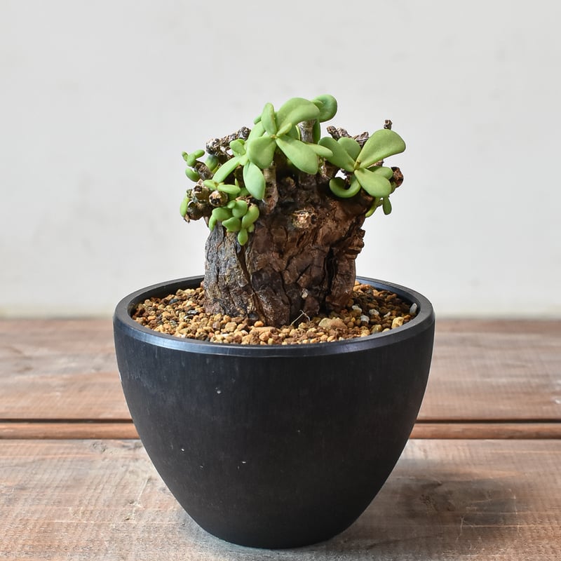 ケラリア ピグマエア 【発根済】L GM2402441(T) | RAFLUM / ラフラム｜