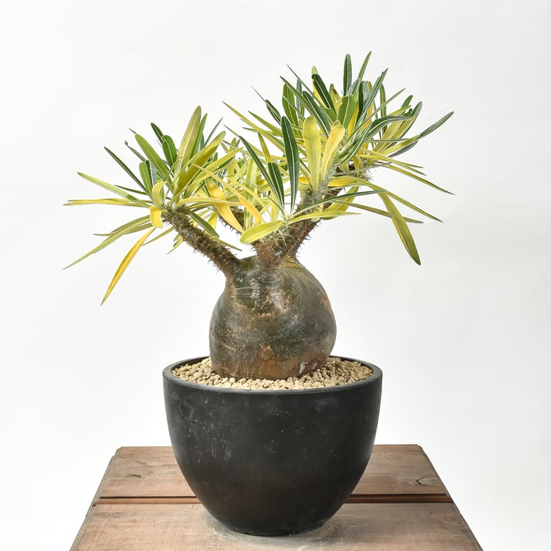 パキポディウム グラキリス 