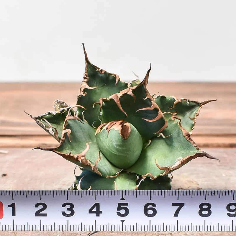 アガベ チタノタ シーザー / 凱撒 【台湾 dragon agave産/TC子株/抜き