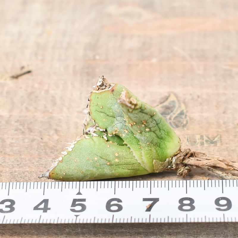 アガベ チタノタ 麻花龍 【台湾 berlin産/子株/抜き苗】D BE2402686 |