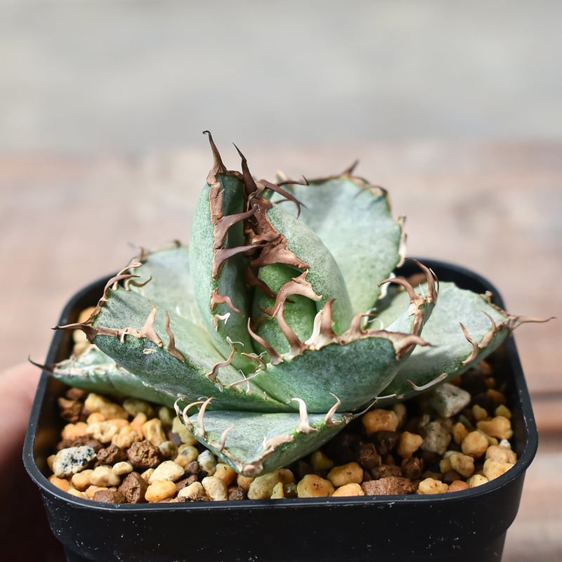 アガベ チタノタ シーザー / 凱撒 【台湾 dragon agave産/TC株/発根