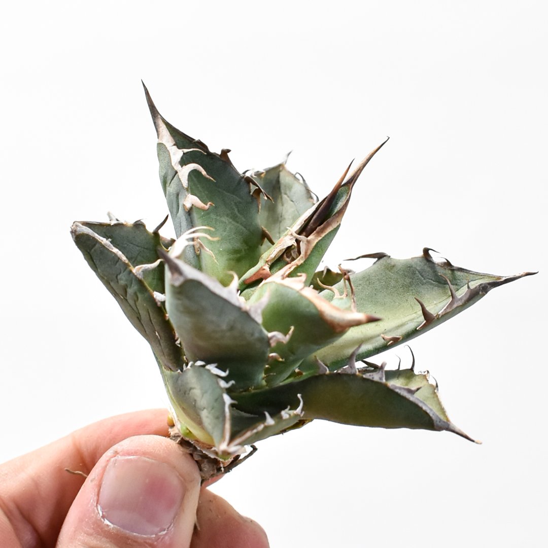 国内実生最高峰】アガベ オテロイ【OSPセレクト株 / 抜き苗 / 実生】7