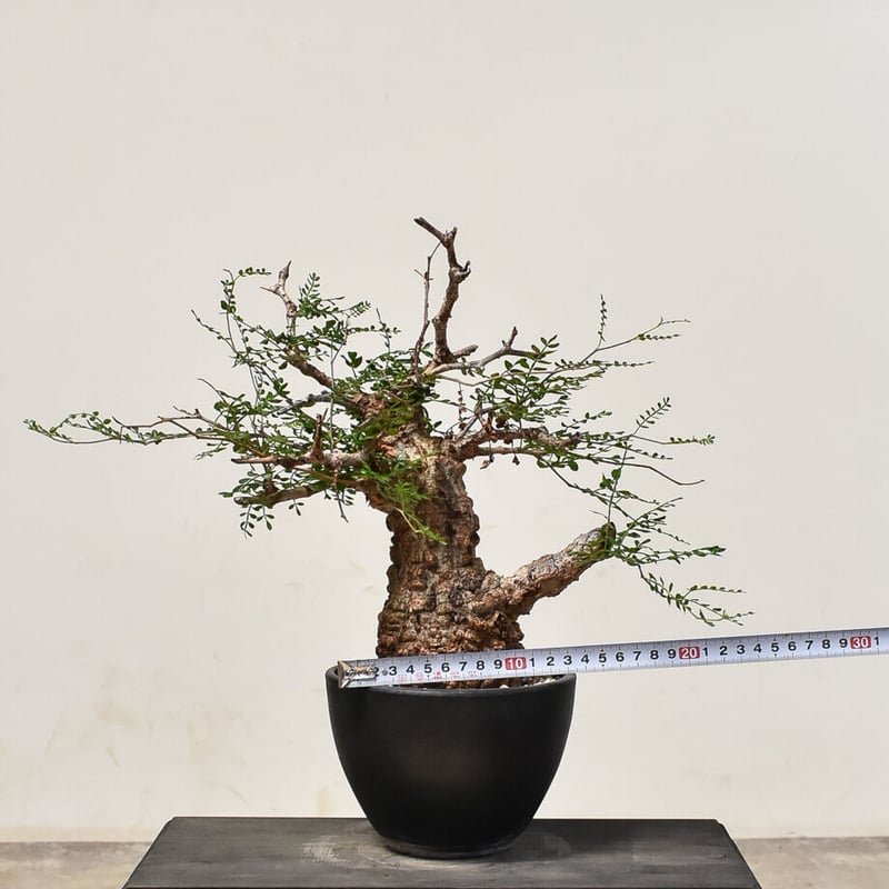 オペルクリカリア パキプス （発根済み） RF231565(T) | RAFLUM / ラフ