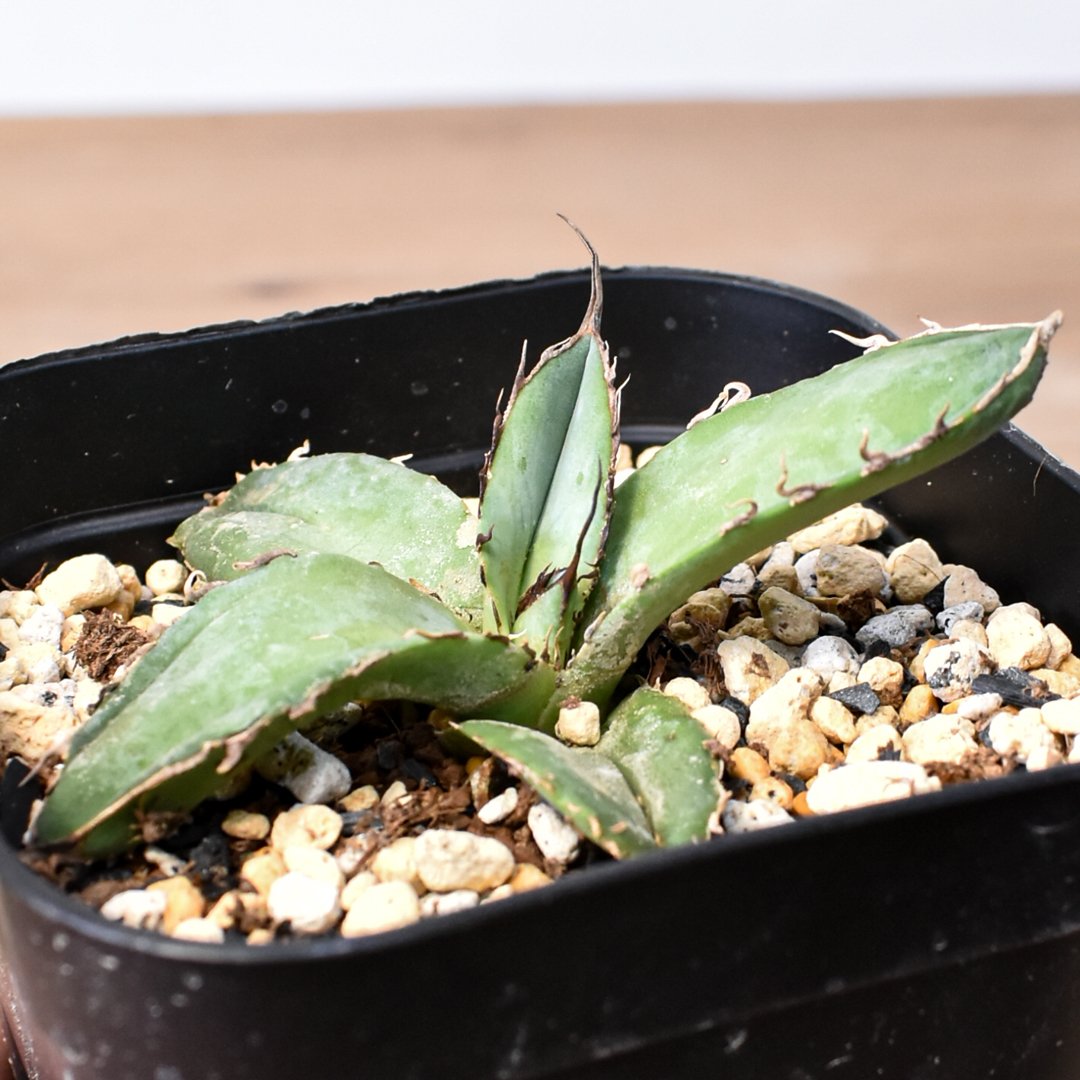 アガベ チタノタ 