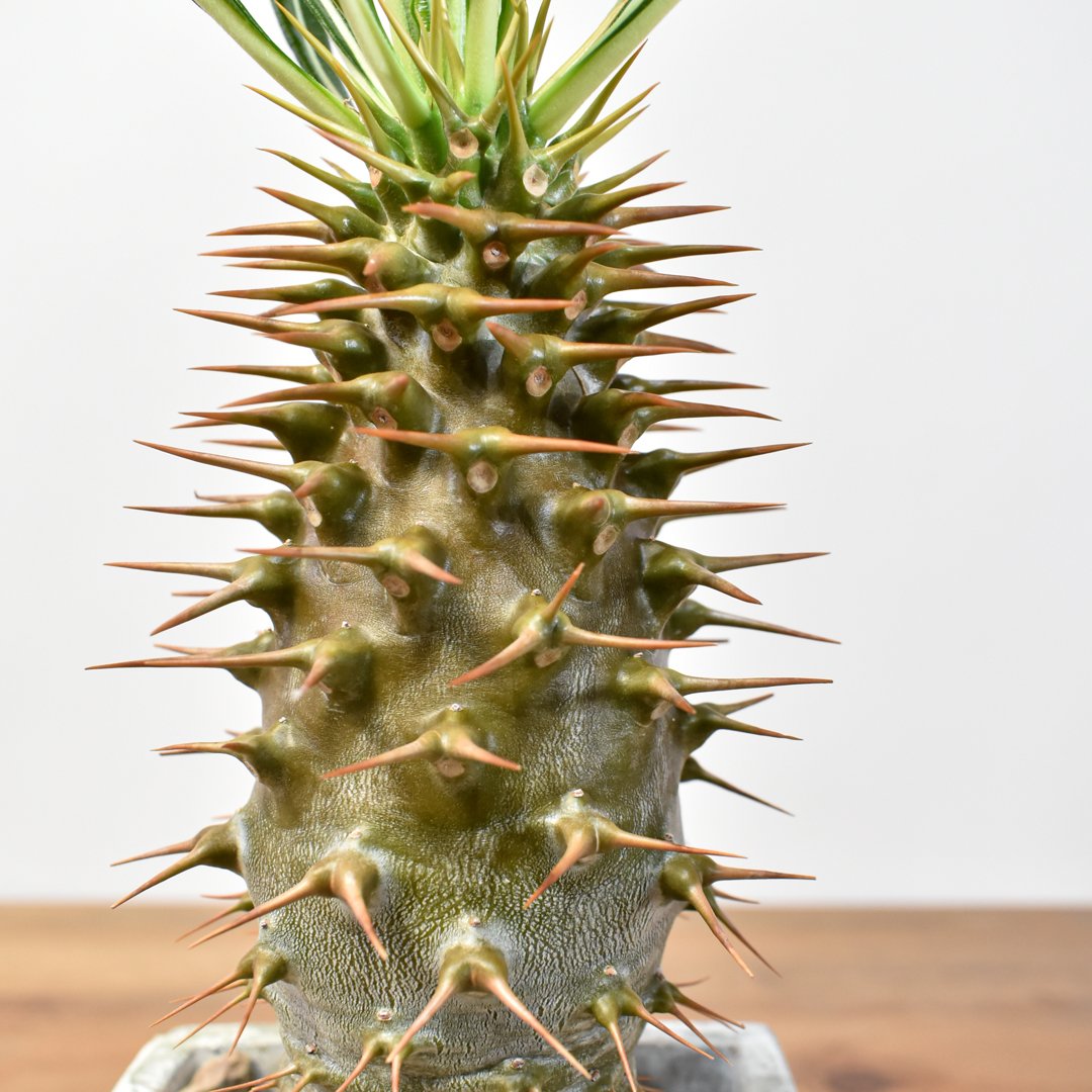 パキポディウム アンボンゲンセ【実生】RFHK25011165(T) | RAFLUM / ラ