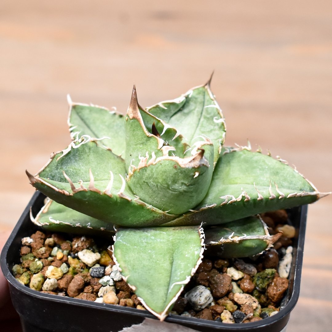 アガベ チタノタ 