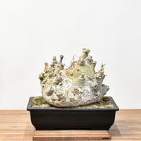 RAFLUMコレクション】アデニア ペチュエリー【現地球/発根済