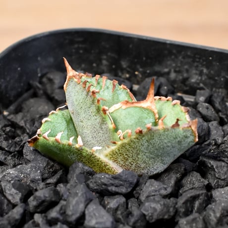 アガベチタノタホオジロザメ | STORES