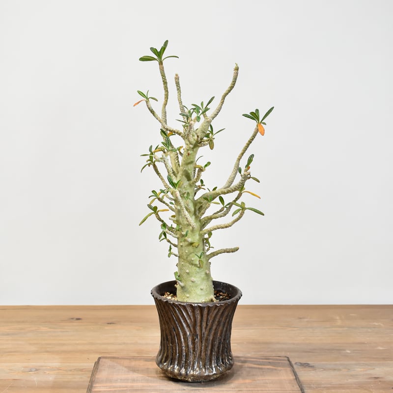 ドルステニア ギガス【実生】A | RAFLUM / ラフラム｜東京、大阪の塊根