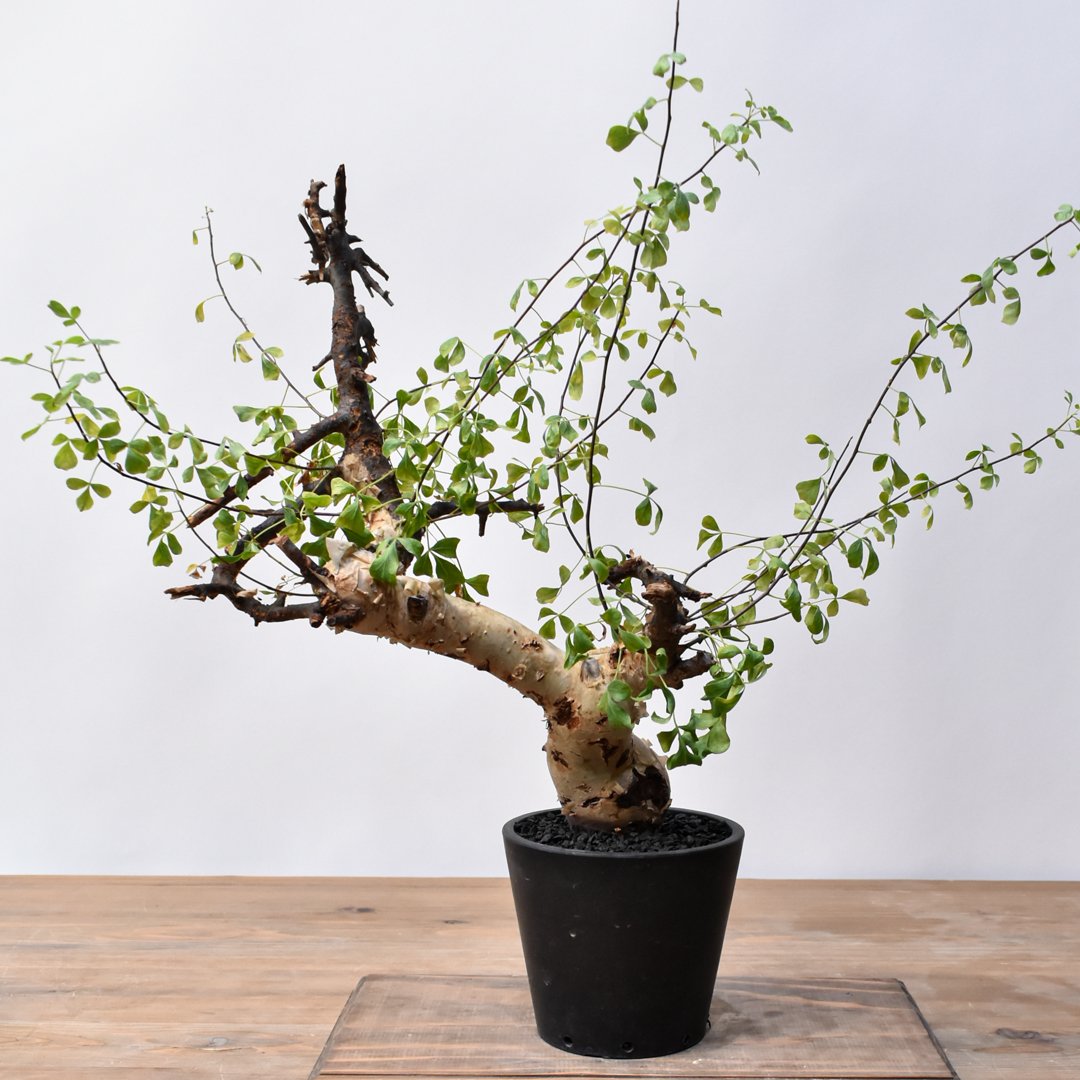 コミフォラ カタフ 