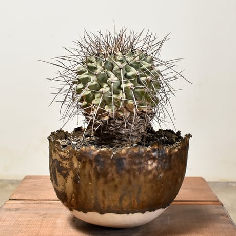 コピアポアコルムナアルバ | STORES