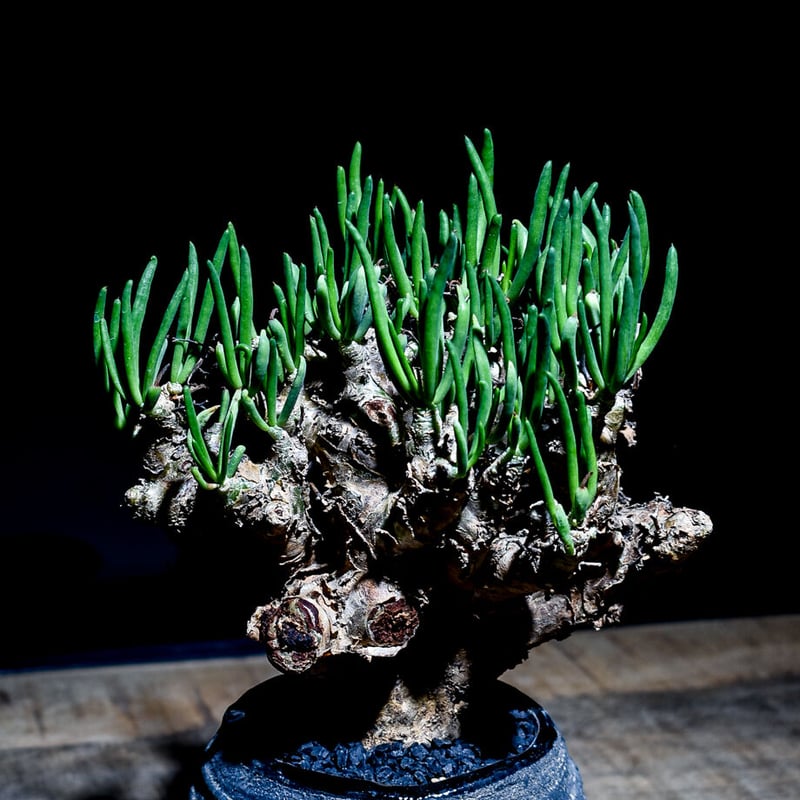 チレコドン レティキュラーツス 