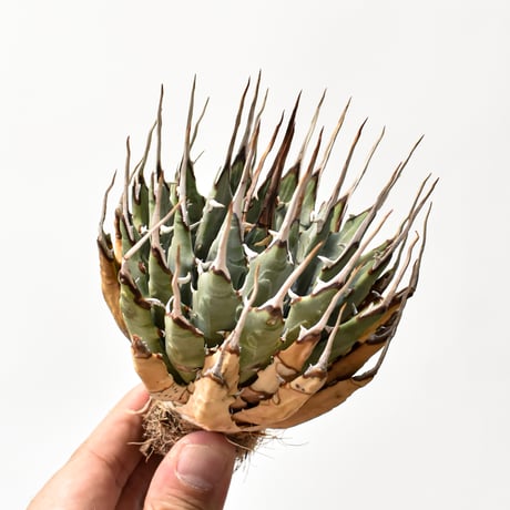 アガベユタエンシスエボリスピナ | STORES