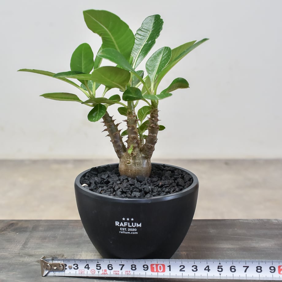 パキポディウム ウィンゾリー 【実生】RF231895 | RAFLUM / ラフラム