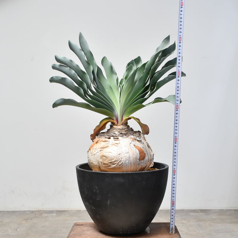 RAFLUMコレクション】ブーファン ハエマンソイデス (発根済み) A