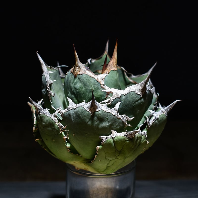 アガベ チタノタ 白鯨 ボールタイプの超良型株 (抜き苗販売) type A