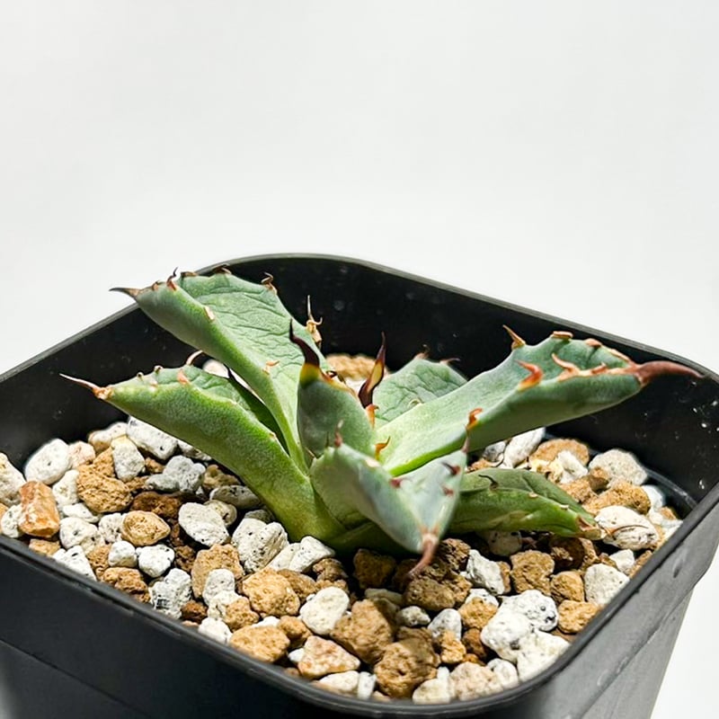 Dennis hybrid 黑帝斯x妖炎 /ハデス×エボリスピナ 【台湾DENNIS産】RFD