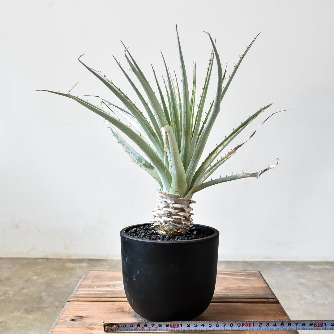 プヤ セルーレア【発根済み】HK2401937(T) | RAFLUM / ラフラム｜東京