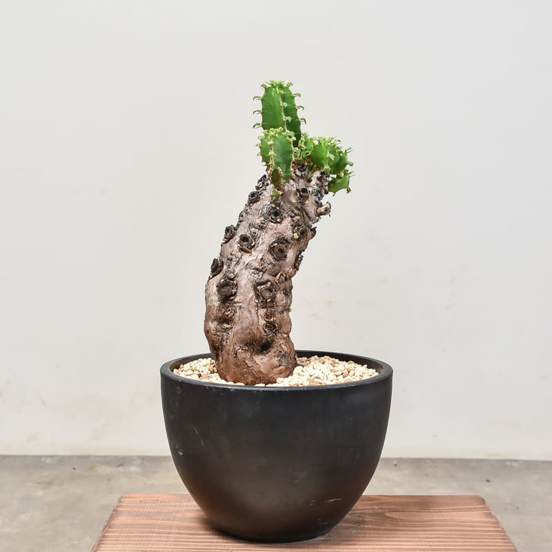 ユーフォルビア ムランジーナ 【発根済み】RF231972(T) | RAFLUM