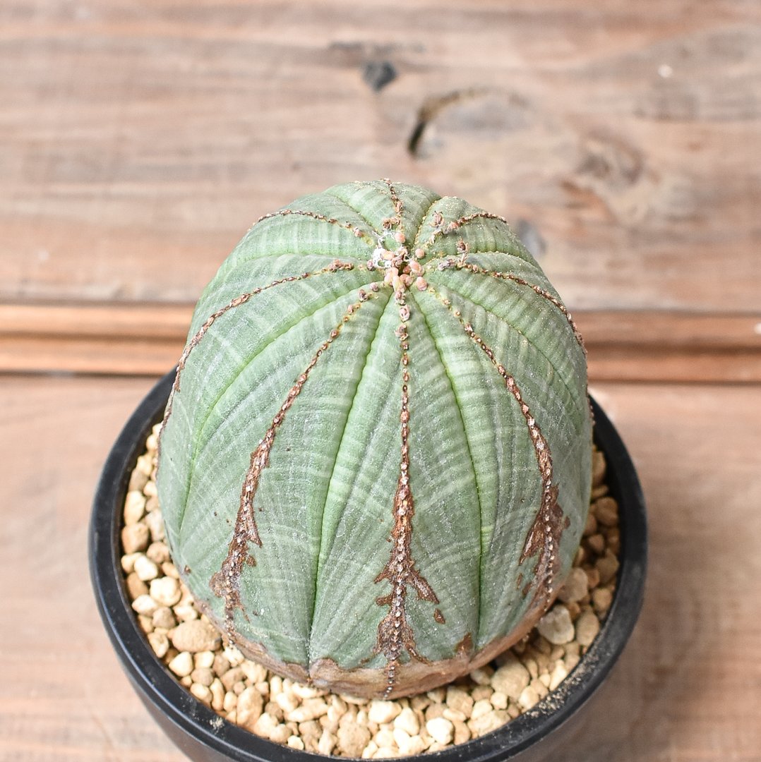 ユーフォルビア オベサ 【発根済み】HK2402397 (T) | RAFLUM / ラフラ