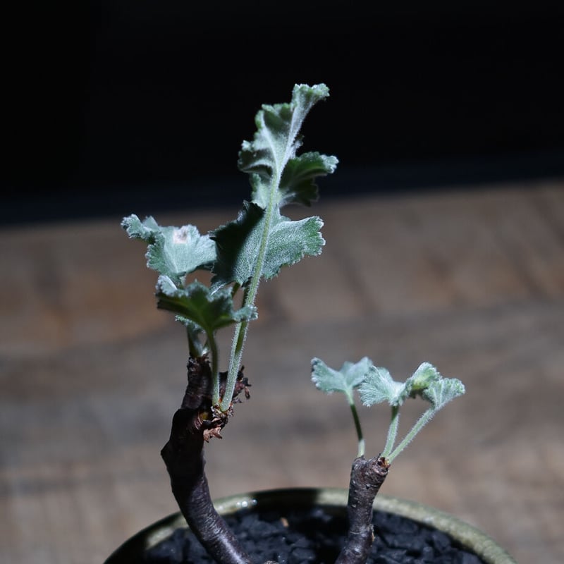 ペラルゴニウム ミラビレ （発根済み）RF221072 | RAFLUM / ラフラム