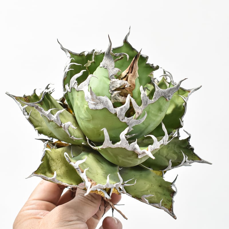 5CLAW】アガベ チタノタ シーザー / 精品凱撒 【台湾 dragon agave産/大