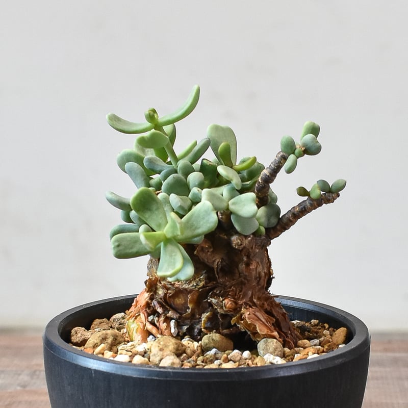 ケラリア ピグマエア 【発根済】Q | RAFLUM / ラフラム｜東京、大阪の