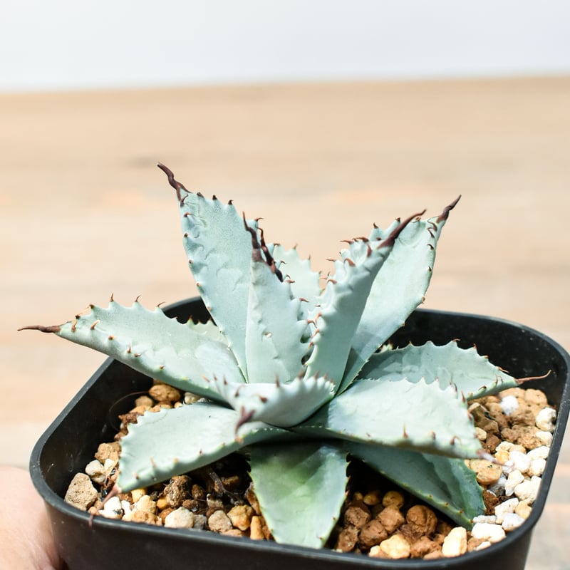 アガベ ハイブリット 雲虎甲蟹×象牙妖炎(モコイシス×陽炎エボリ