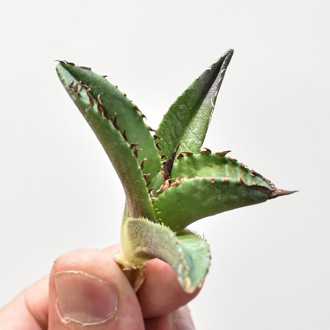 アガベ チタノタ DENNIS040 