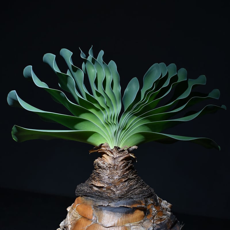 ブーファン ハエマンソイデス（発根済み）RF22148 | RAFLUM / ラフラム