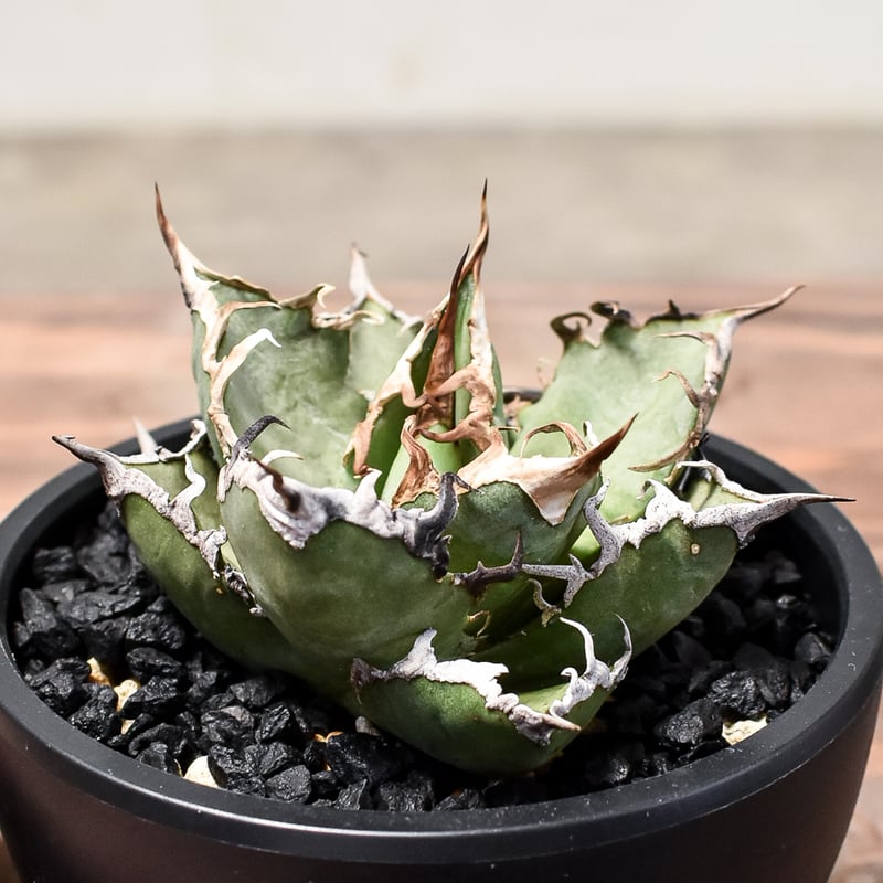 アガベ チタノタ シーザー / 凱撒 【台湾産/中株/発根済み】RF231618