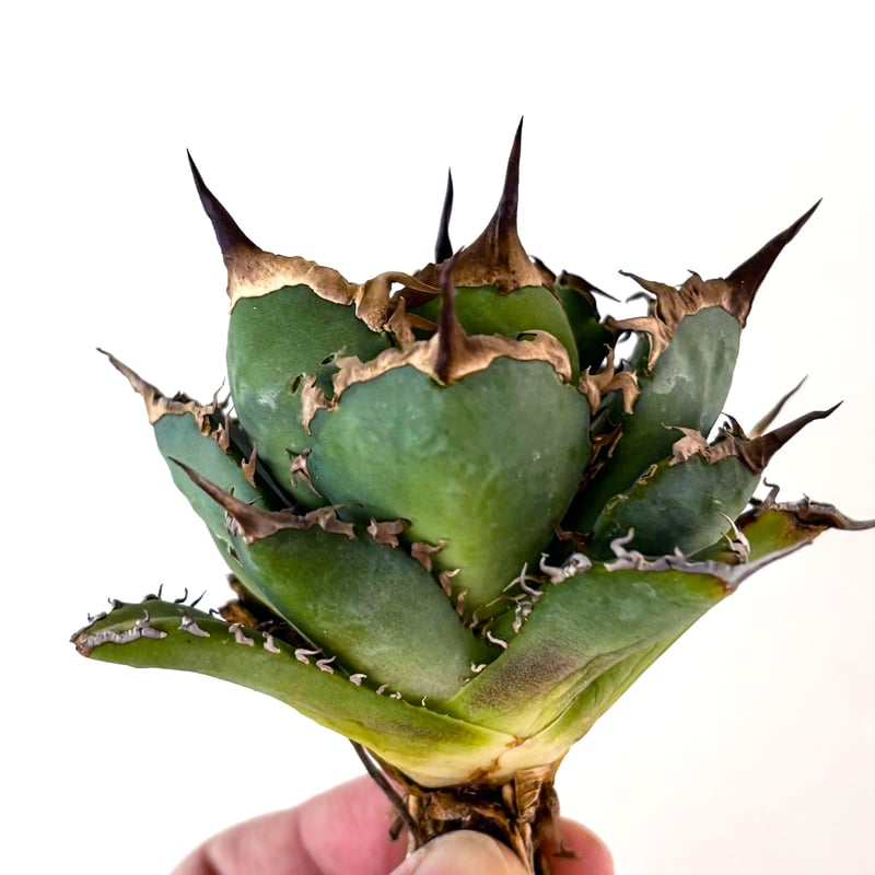 アガベ チタノタ 