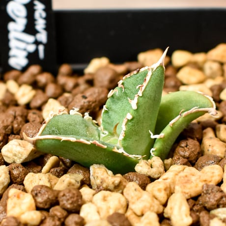 アガベチタノタホオジロザメ | STORES